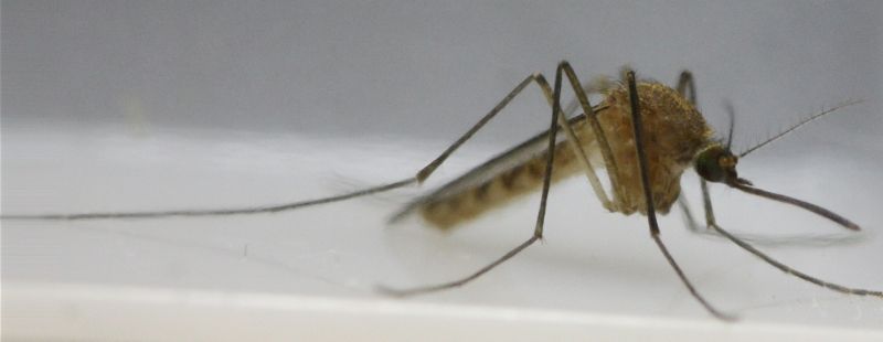 Culex pipiens (Culicidae) femmina